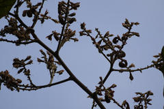 Spatholobus parviflorus